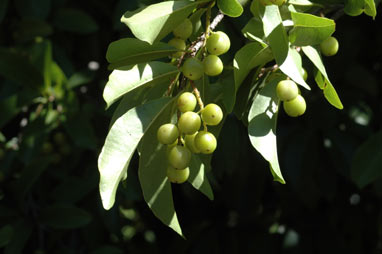 HERBERT RIVER CHERRY